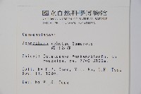 高山沙參藏品圖，第2張