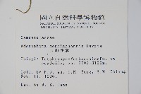 玉山沙參藏品圖，第2張