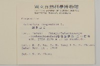 細葉山艾藏品圖，第2張