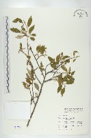 臺灣胡頹子藏品圖，第1張