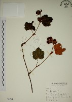 高山懸鉤子、玉山懸鉤子藏品圖，第1張