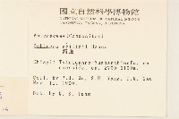 矮菊藏品圖，第2張