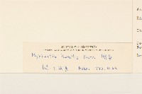 矮菊藏品圖，第3張