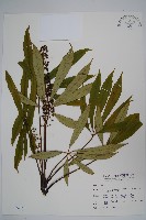 臺灣鵝掌柴藏品圖，第1張