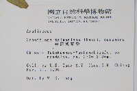 臺灣鵝掌柴藏品圖，第2張