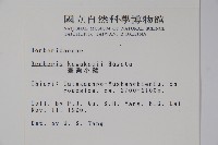 臺灣小蘗藏品圖，第2張