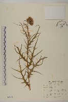 塔塔加薊藏品圖，第1張