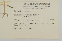 玉山石竹藏品圖，第2張