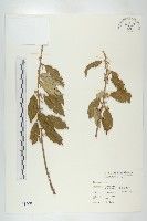 臺灣胡頹子藏品圖，第1張