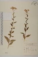 山白蘭藏品圖，第1張