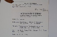 阿里山忍冬、漸尖葉忍冬藏品圖，第2張