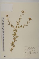 阿里山油菊藏品圖，第1張