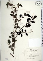 水雞油藏品圖，第1張