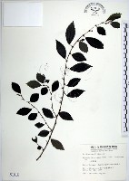 水雞油藏品圖，第1張