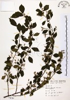 烏皮九芎、奮起湖野茉莉藏品圖，第1張