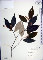 紅皮、葉下白、赤仔尾藏品圖，第1張