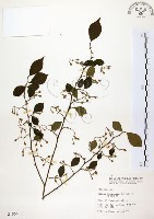 烏皮九芎、奮起湖野茉莉藏品圖，第1張