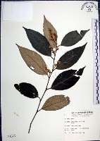 紅皮、葉下白、赤仔尾藏品圖，第1張