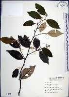 紅皮、葉下白、赤仔尾藏品圖，第1張