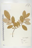 臺灣胡頹子藏品圖，第1張