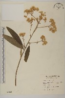 艾納香藏品圖，第1張