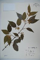呂宋莢迷藏品圖，第1張