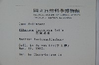 呂宋莢迷藏品圖，第2張