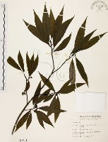山胡椒藏品圖，第1張