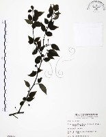 燈稱花、烏雞骨藏品圖，第1張