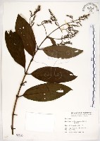 水金京藏品圖，第1張