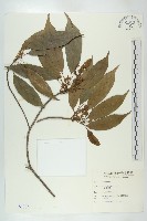 猴歡喜藏品圖，第1張