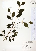 烏皮九芎、奮起湖野茉莉藏品圖，第1張