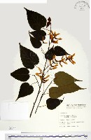 尖葉槭藏品圖，第1張