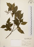 油葉石櫟藏品圖，第1張