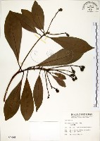 大葉楠藏品圖，第1張