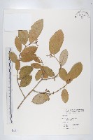 臺灣胡頹子藏品圖，第1張