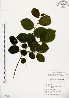 灰木藏品圖，第1張