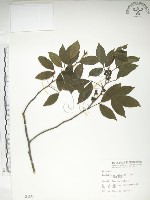 飛龍掌血藏品圖，第1張