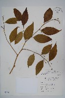 毛瓣蝴蝶木藏品圖，第1張