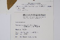 毛瓣蝴蝶木藏品圖，第2張