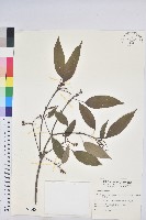 粗糠柴藏品圖，第1張