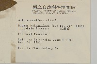 艾納香藏品圖，第2張