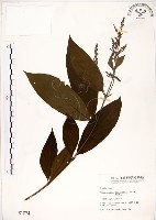 水金京藏品圖，第1張