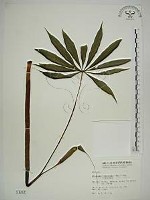 臺灣天南星藏品圖，第1張