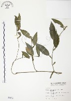 柚葉藤藏品圖，第1張