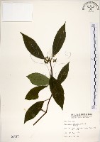 華八仙藏品圖，第1張