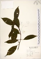 華八仙藏品圖，第1張