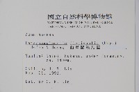 曲莖馬藍藏品圖，第2張