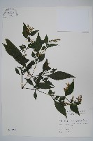 曲莖馬藍藏品圖，第1張