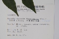 曲莖馬藍藏品圖，第2張